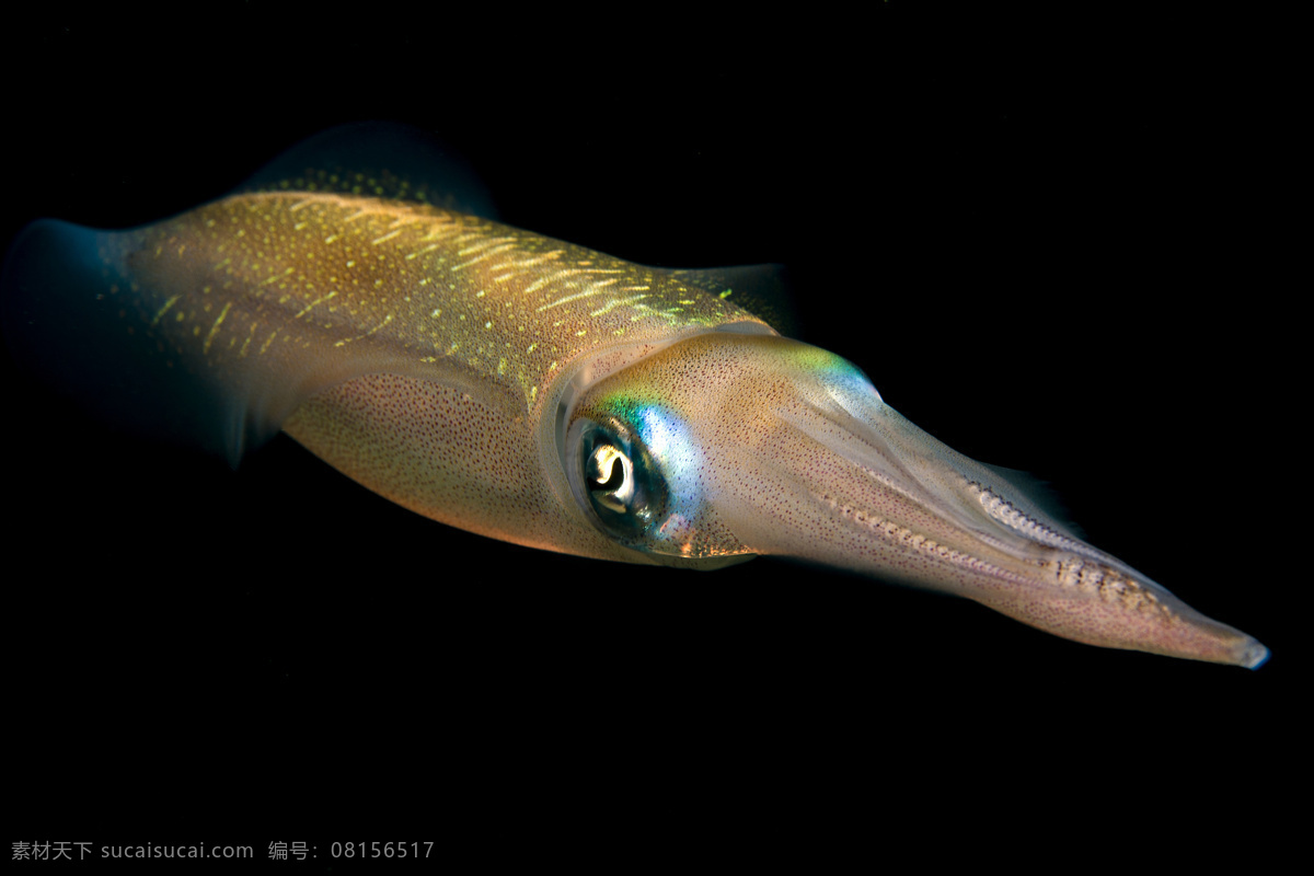 唯美 动物 可爱 生物 海洋动物 章鱼 生物世界 海洋生物