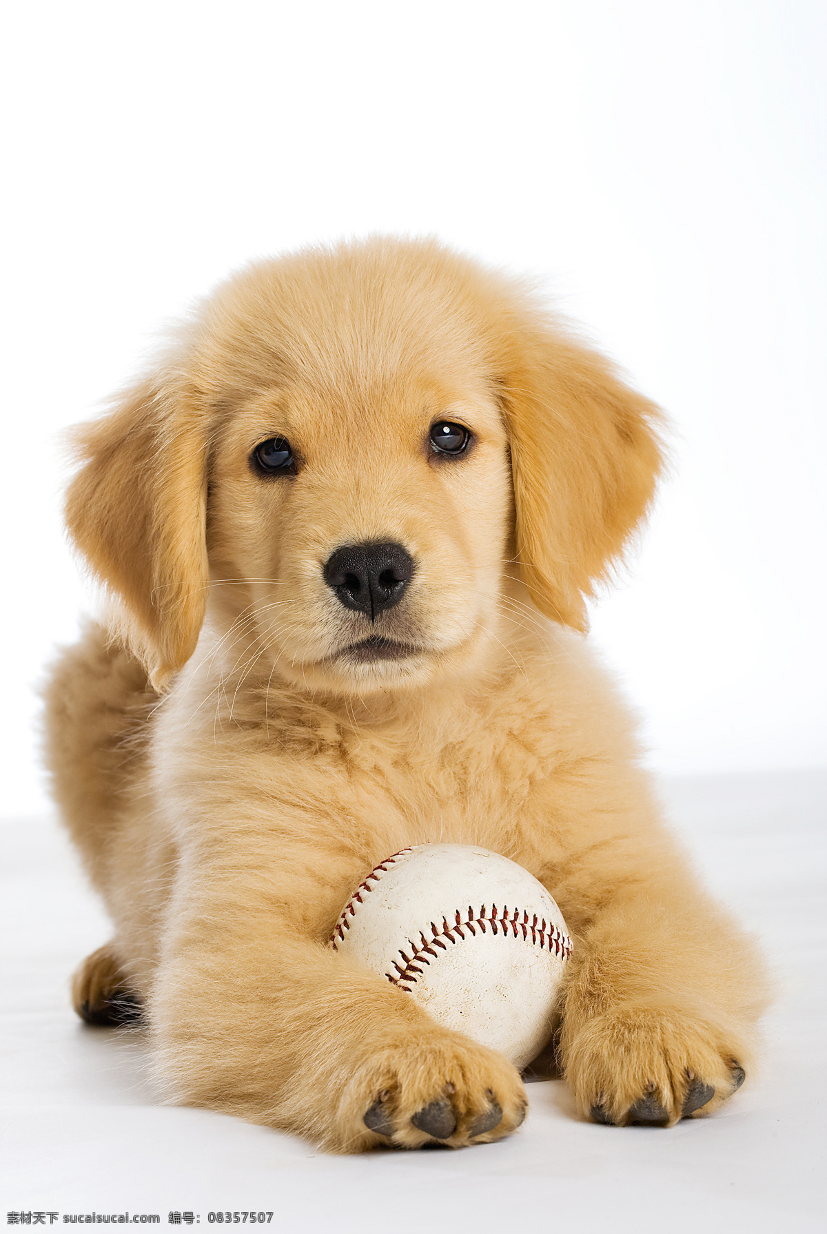 小狗和垒球 动物 宠物 可爱 小狗 玩耍 球类 垒球 陆地动物 生物世界 白色