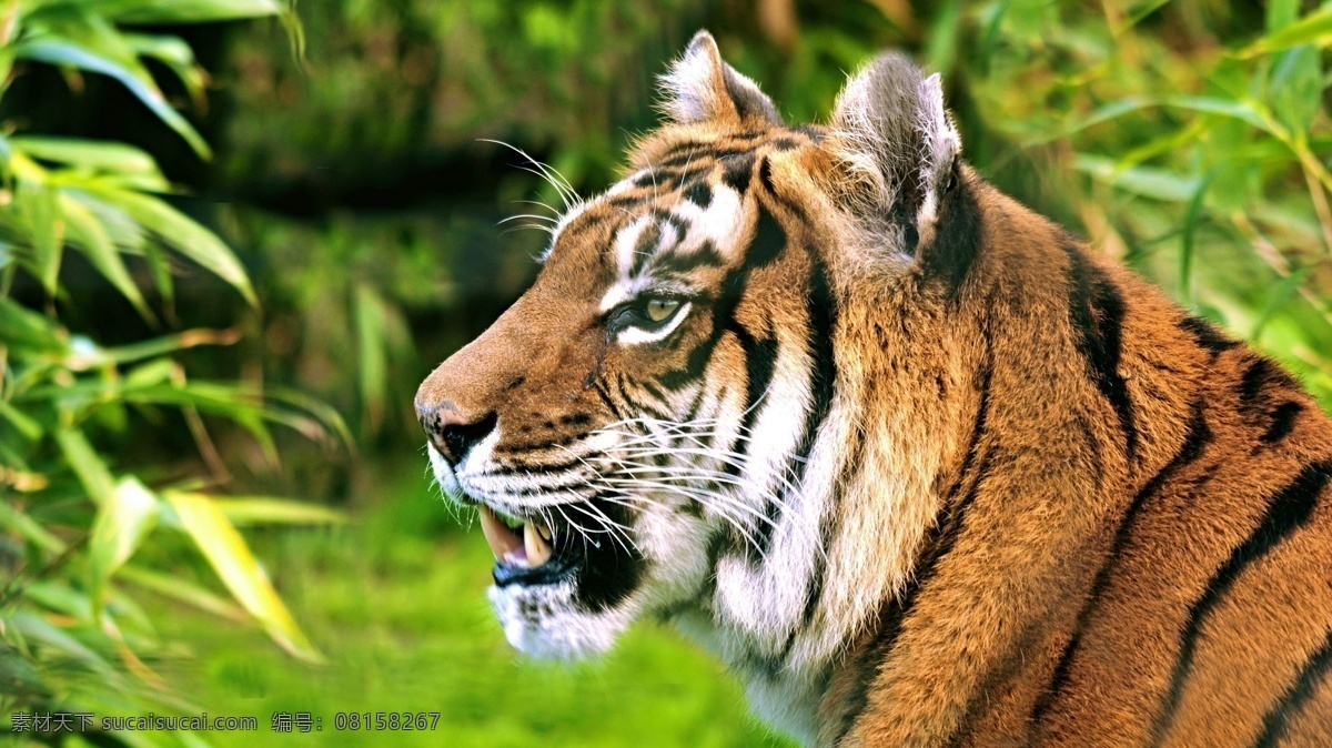 动物摄影图 动物世界 摄影图 生物世界 老虎 矫健 凶猛 特写 图片专辑 野生动物
