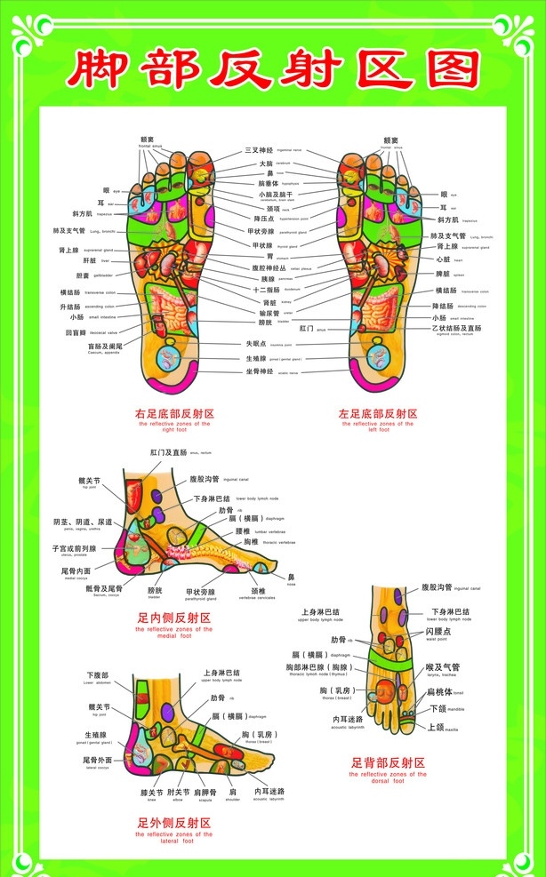 太阳神 足部经络图 足部反射区图 矢量