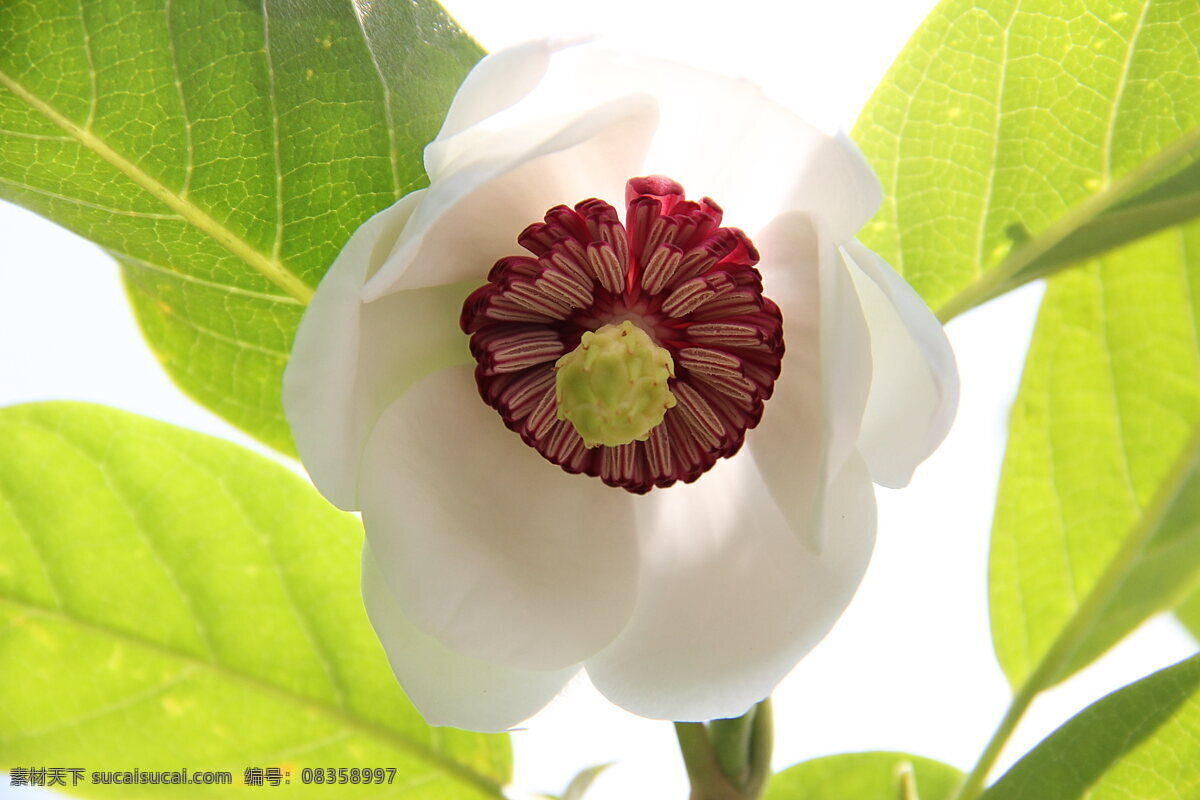 天女木兰 生物 植物 花草 花卉 树木 树叶 木兰 生物世界 植物共享