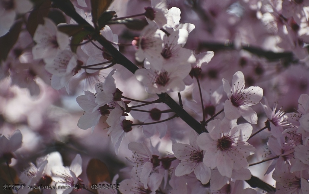 桃花 花 树 春天 桃李 樱花树 桃花树 花朵 花卉 自然 美丽 粉花 背景 摄影图 生物世界 花草 树木植物
