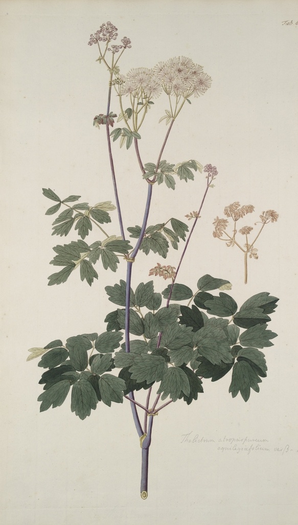 精美 绘画 草本植物 图谱 植物手绘 欧美复古 花卉花朵 清新淡雅风格 花草绘画 设计参考 绘画素材 工笔画 装饰画 插画 植物图谱 树叶花朵 临摹素材 复古绘画 装饰画芯 叶片树枝 树干 植株 药材植物 彩铅绘画 植物花朵 生物世界 花草