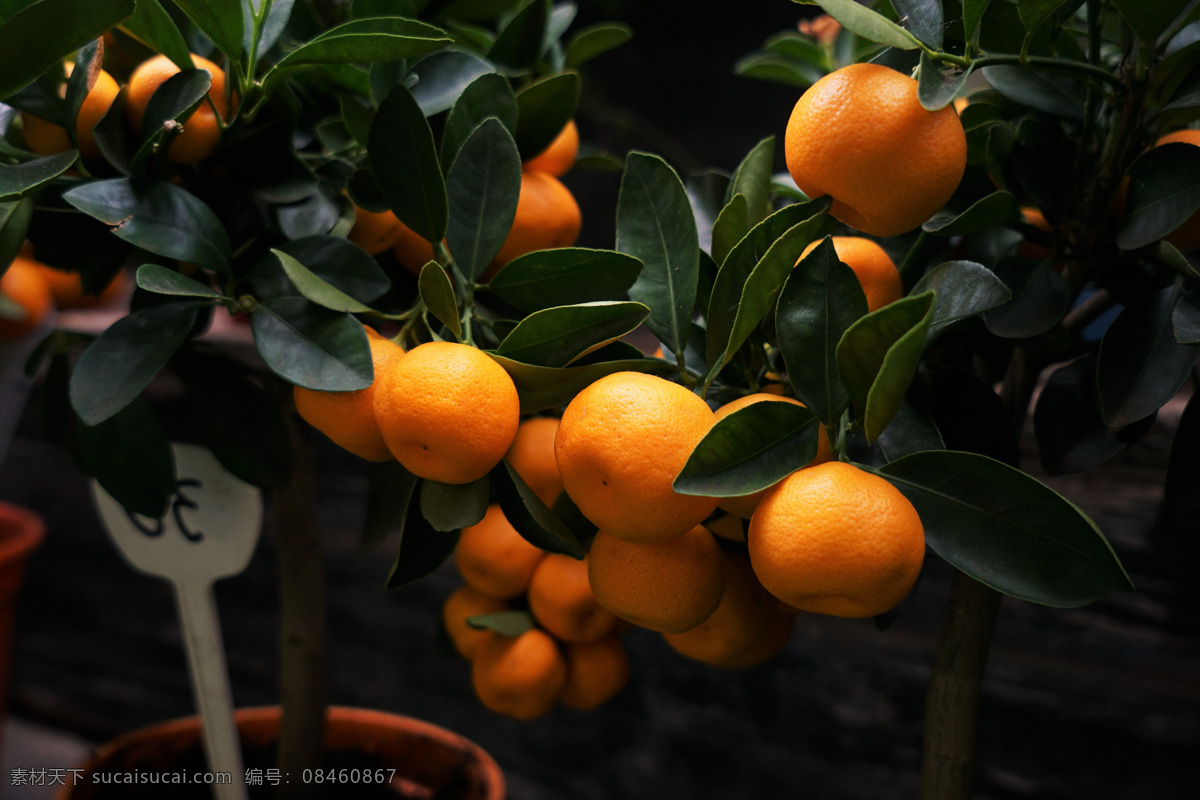 桔子橘子橙子 桔子 橘子 橙子 新鲜橘子 新鲜桔子 新鲜橙子 橘树 橘子树 桔子树 剥开的桔子 剥开的橘子 橘子果肉 桔子果肉 桔汁 橘汁 水果 背景 柑仔 柑子 柑儿 美味橘子 果蔬干货 生物世界