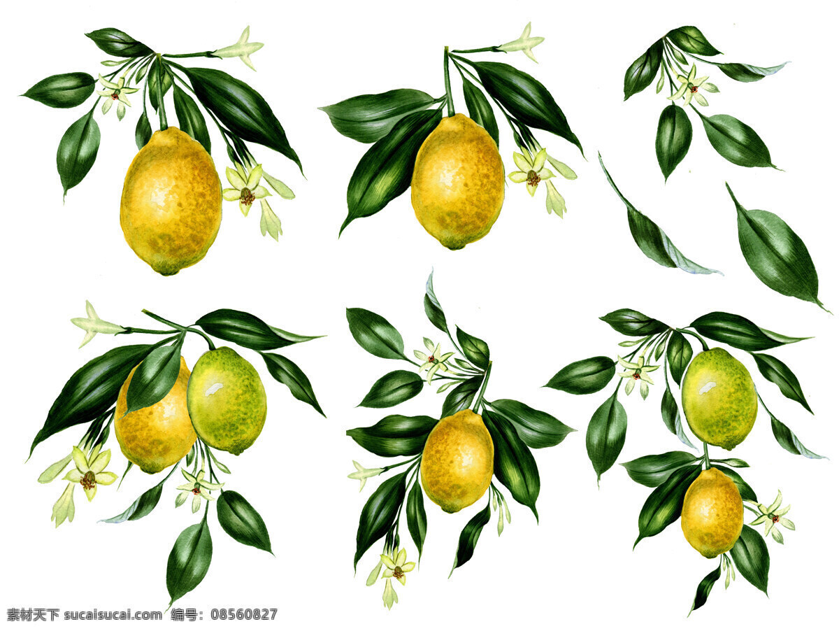 手绘柠檬图片 手绘花 水彩花 花朵 花 手绘 水彩 柠檬