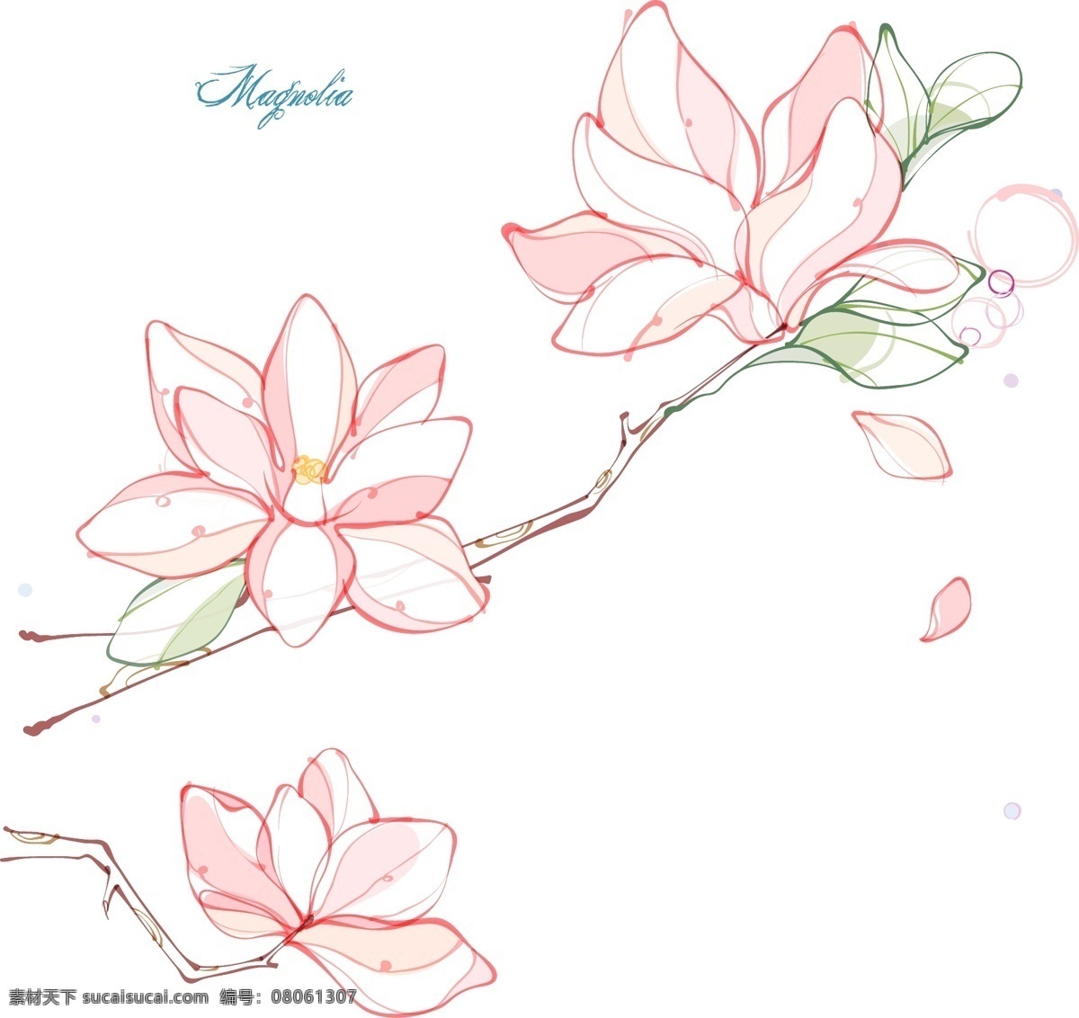 白玉兰 玉兰花 广玉兰 洋玉兰 花 花朵 手绘画 花卉 白描 速写 矢量 生物世界 花草