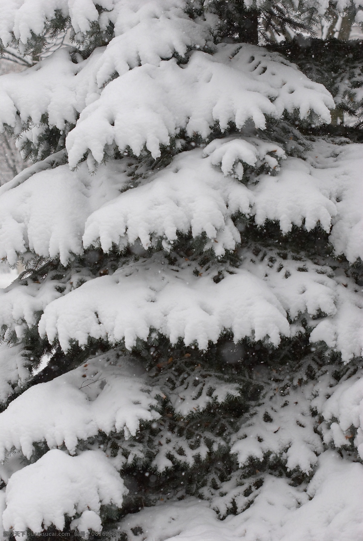 冬天雪景 冬季 美丽风景 美丽雪景 白雪 积雪 风景摄影 树木 树林 树枝上的白雪 树叶 自然风景 自然景观 灰色