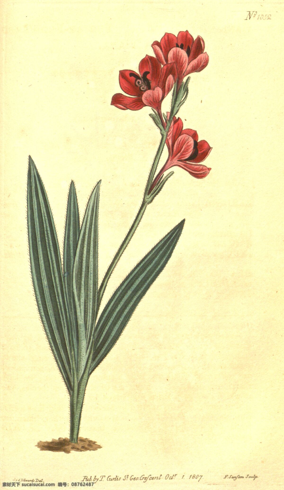 植物手绘 花类图鉴 田园 装饰画 墙画 手绘 未分层 文化艺术 绘画书法
