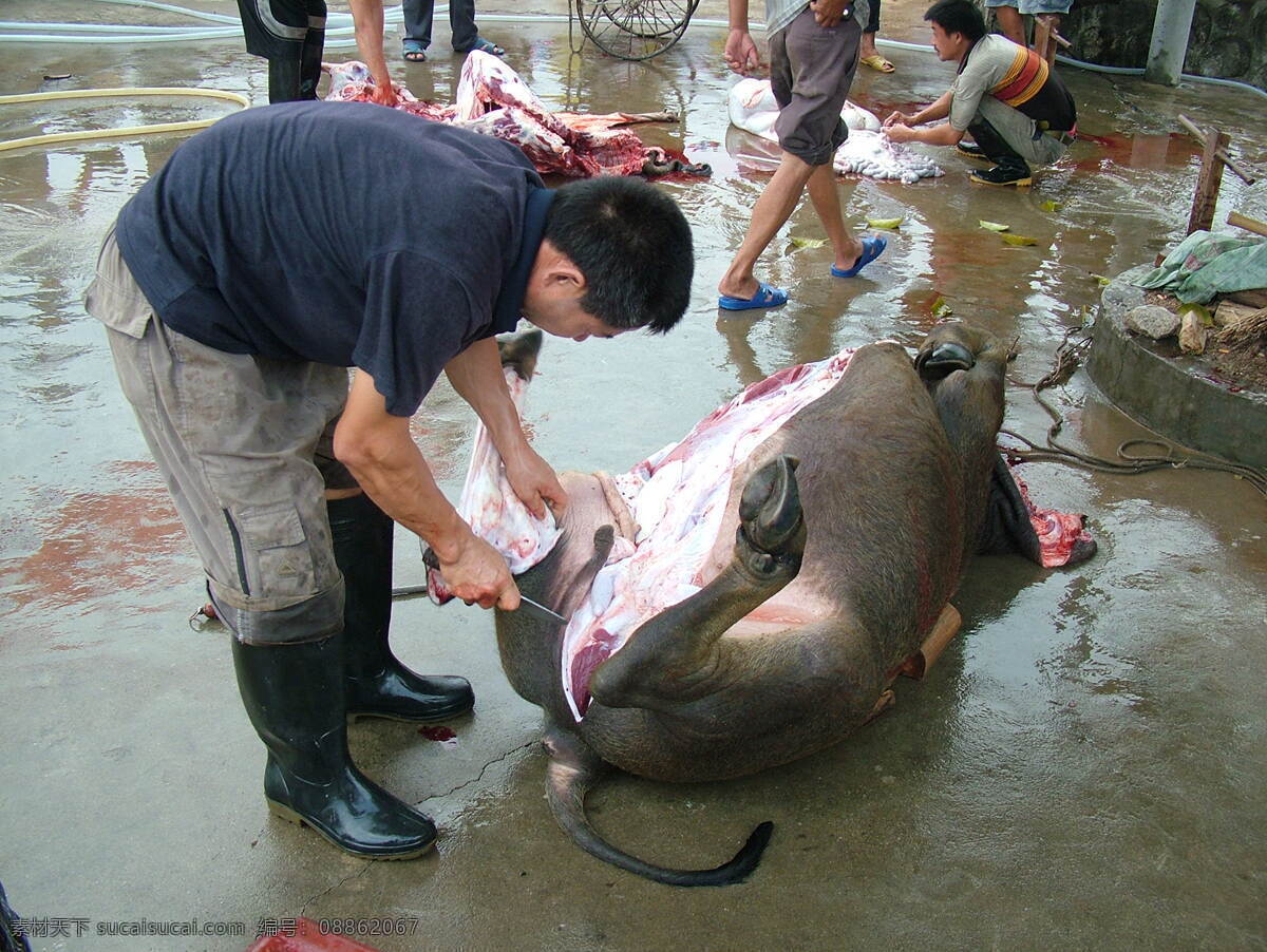 牛肉节日 牛肉节 传统节日 牛 牛肉 节日 杀牛 灰色