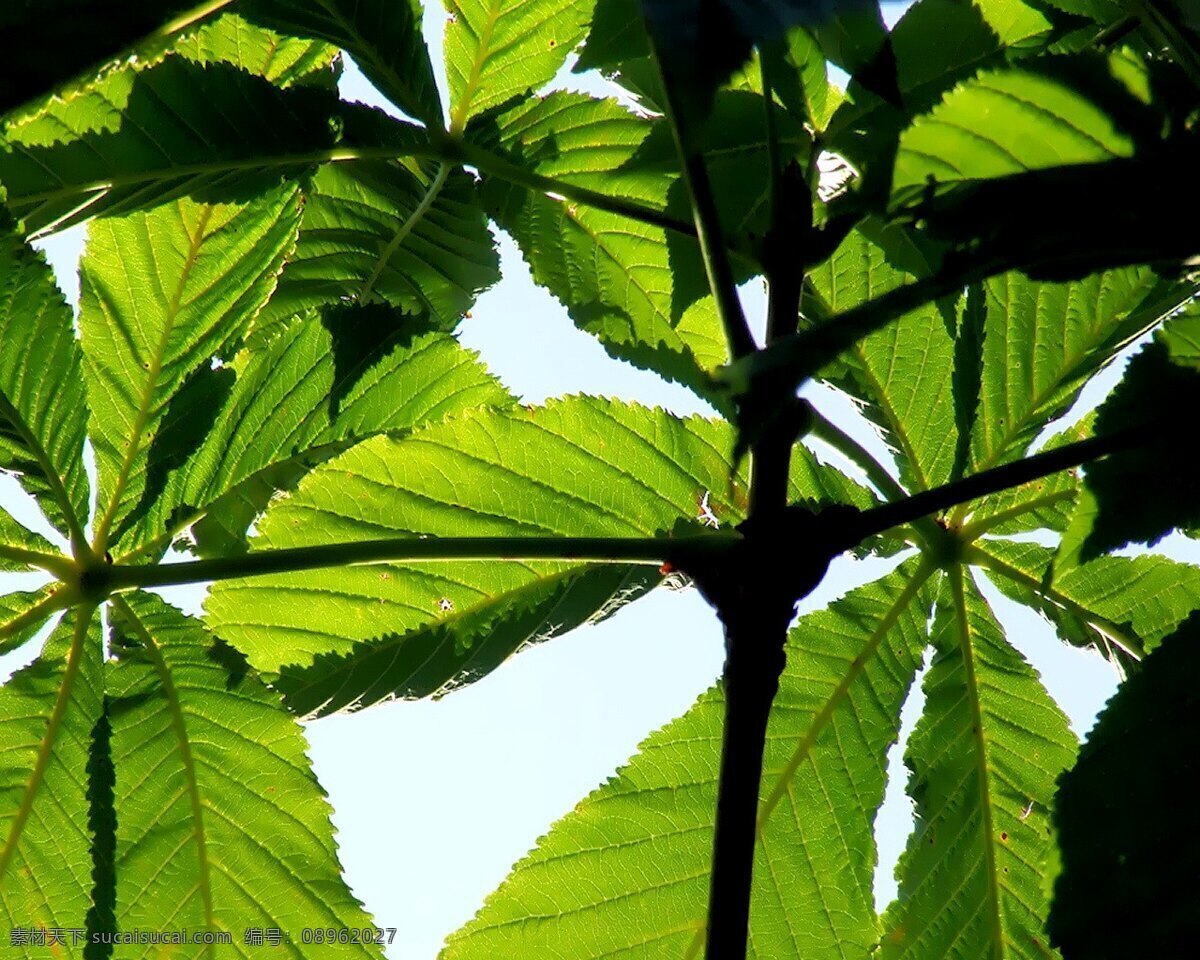 绿色 树叶 高清 植物 精美 绿叶 元素