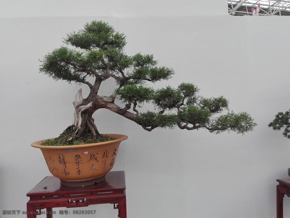 松树 迎客松 盆景 盆栽 松树盆栽 花木 艺术栽培 生物世界 花草