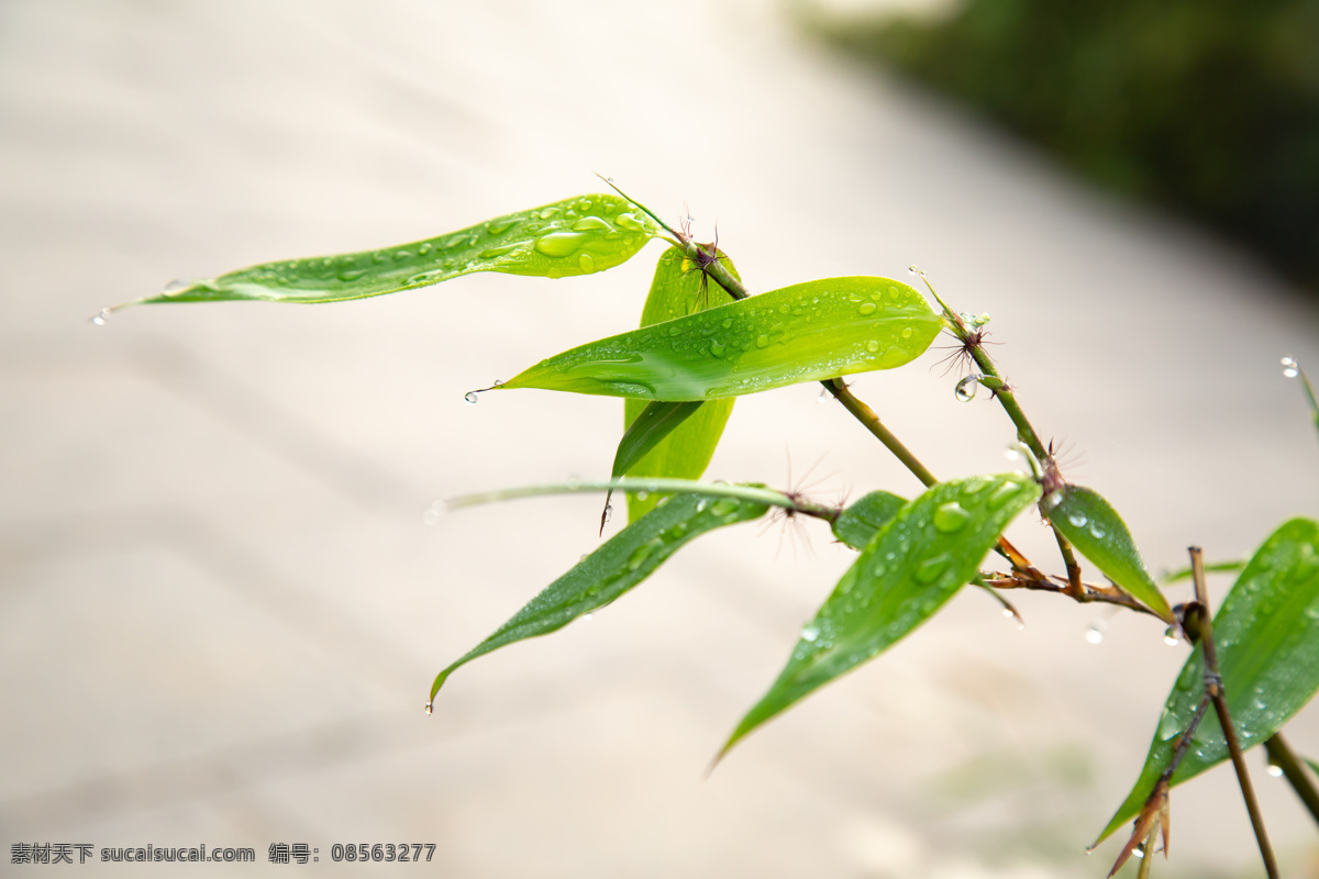 竹子 竹叶 翠竹 绿竹 竹枝 绿叶 竹节 露珠 水滴 光斑 竹笋 生物世界 树木树叶