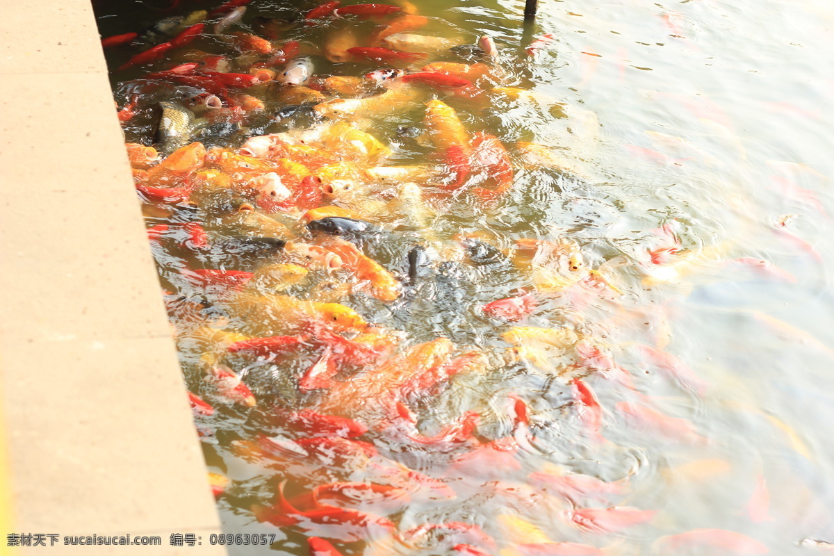 池里 锦鲤 生物世界 鱼类 鱼群 池里的锦鲤 红黄鲤鱼 大鲤鱼 鱼池