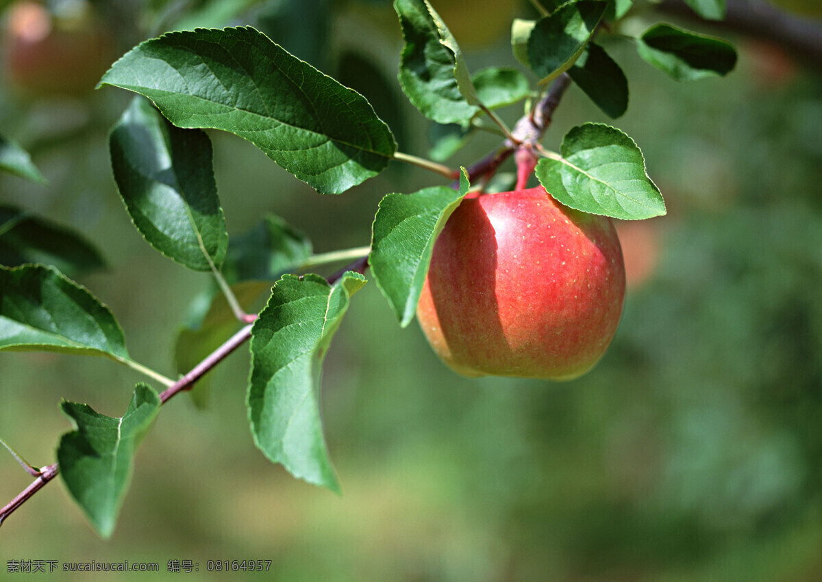 高清苹果摄影 红苹果 绿色 田园