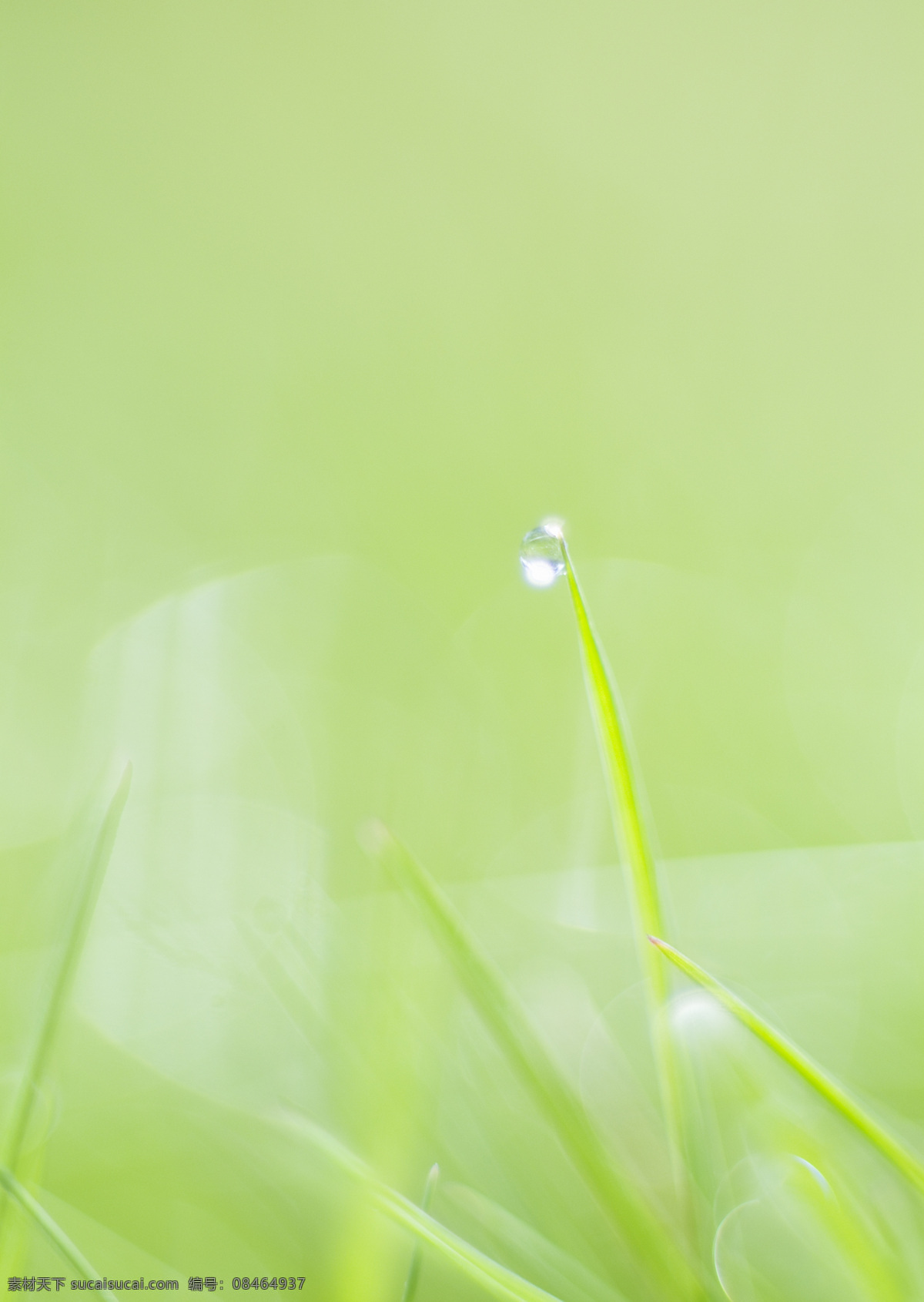 嫩叶 树叶 嫩芽 翠绿树叶 新叶 树枝 枝丫 生物世界 花草