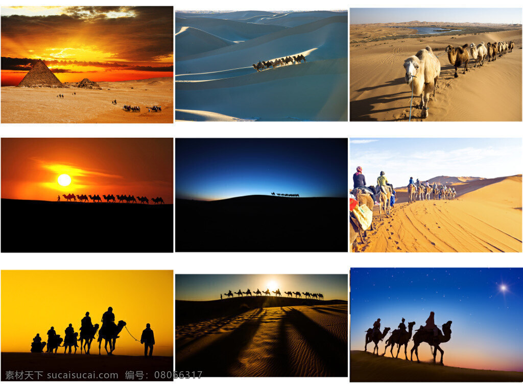沙漠里的骆驼 动物 落日 沙漠 骆驼 黑色