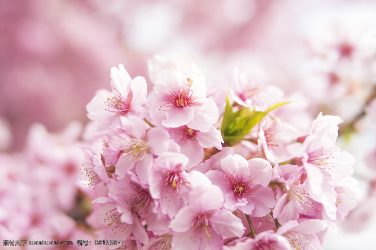 白樱花 樱花树 植物 红色樱花