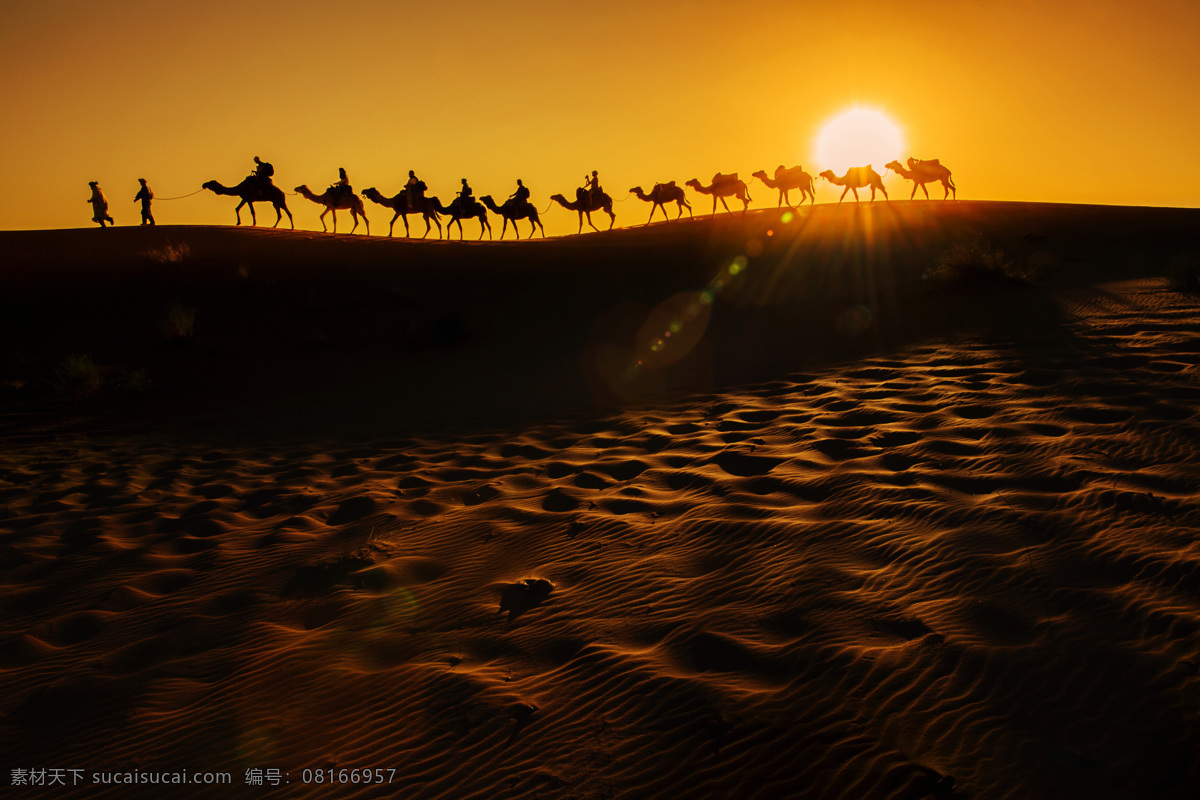 沙漠骆驼 驼队 骆驼 沙漠 沙丘 荒漠 自然风景美景 动物 骆驼队 骆驼帮 骆驼运输 沙漠之舟 大漠 沙漠驼队 生物世界 家禽家畜