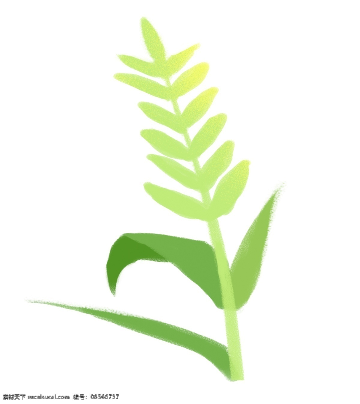 一颗小草 绿色 叶子 植被