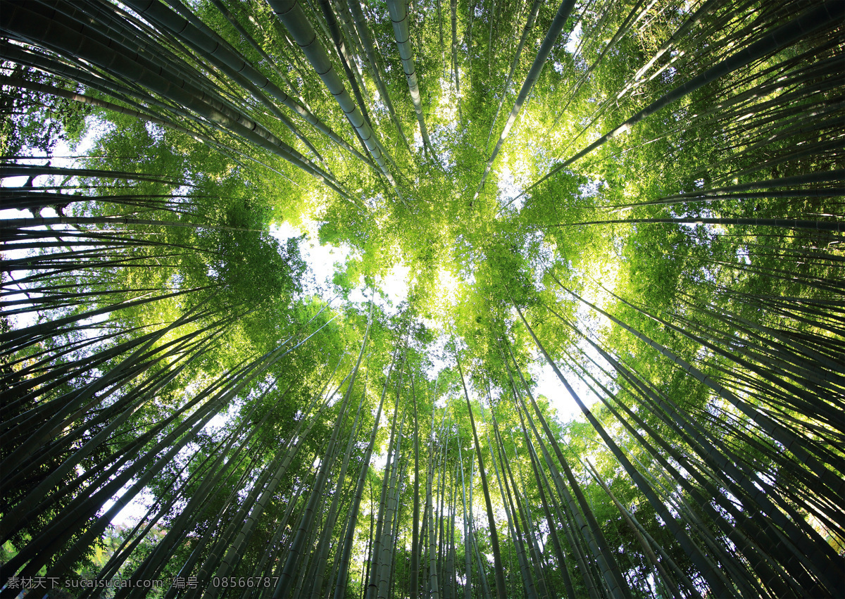 自然景观 竹林 竹子 竹 田园风景 自然素材 森林素材 森林 植物 自然 山川河流 大自然风光 风景 景色 田园 树林 树木