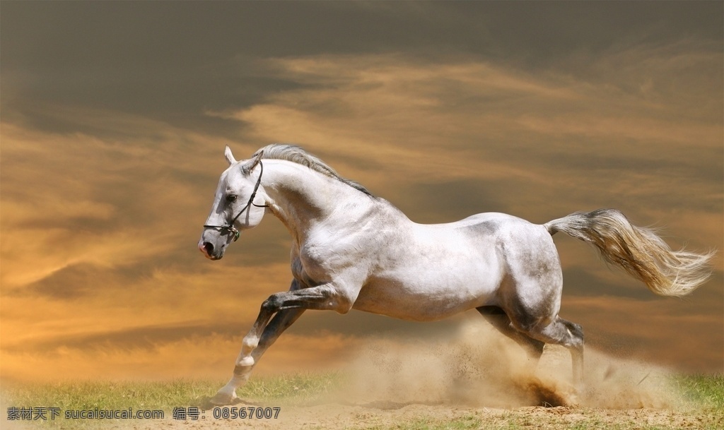 骏马图片 野马 奔马 马文化 马精神 奔跑的骏马 沙漠骏马 马蹄 骏马 马 跑马 草原骏马 草原 驰骋 纵横 奔跑 动物 跳跃 剪影 宝马 黑马 一骑绝尘 高清骏马 生物世界 野生动物