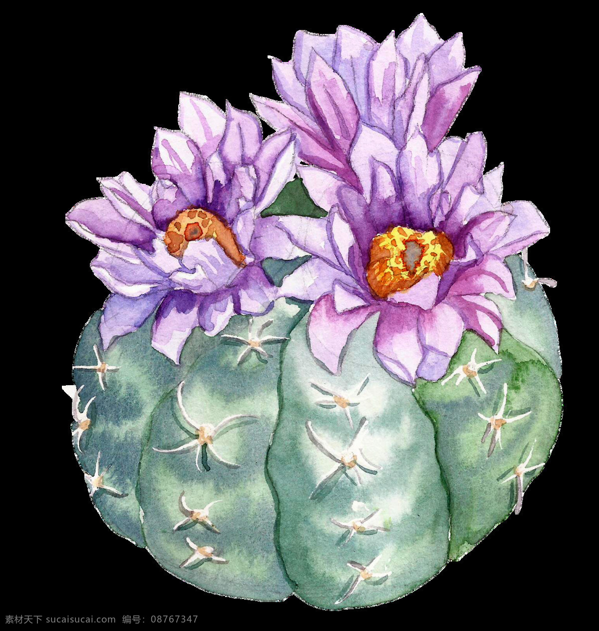 紫色 水彩 手绘 仙人掌 花朵 透明 卡通 透明素材 免扣素材 装饰图案