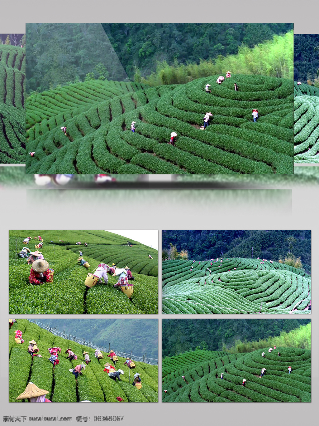 大型 茶园 集体 采茶 茶叶 茶艺 茶道 茶文化 春雨 云雾 得天独厚 茶山 春茶 嫩茶叶 新芽 雨后 制茶 晒茶 泡茶
