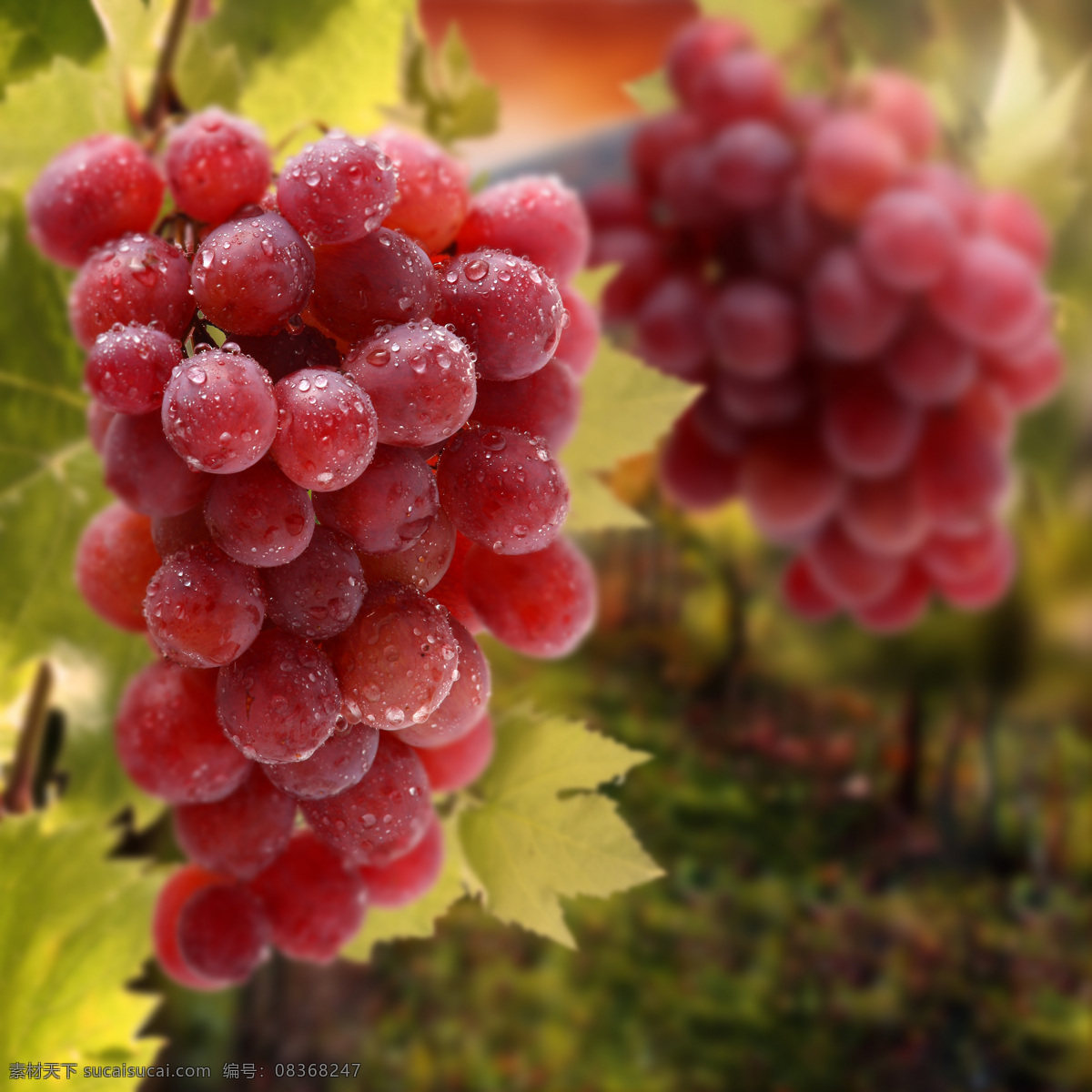 新鲜葡萄 水珠 叶子 葡萄 水果 生物世界