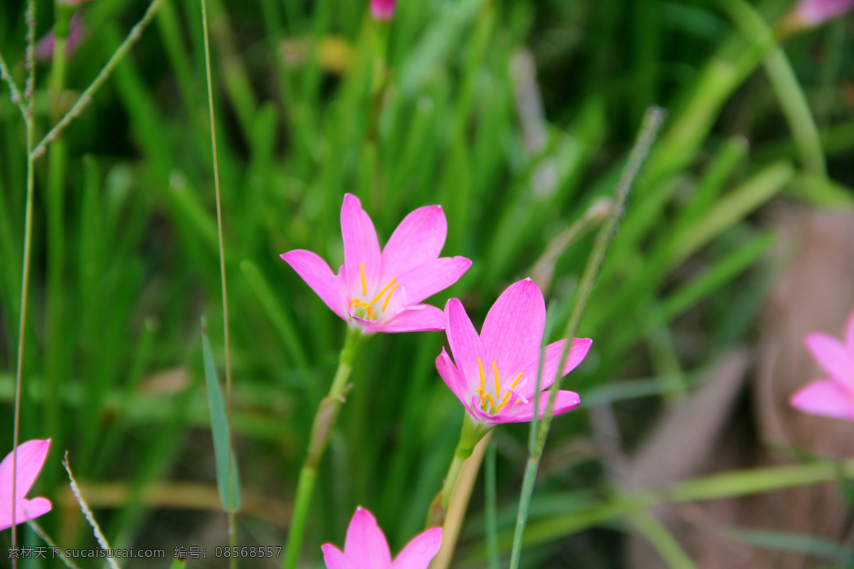 葱兰 鲜花 野花 花朵 花 绿色植物 绿色 植物 花草 红树林公园 生物世界
