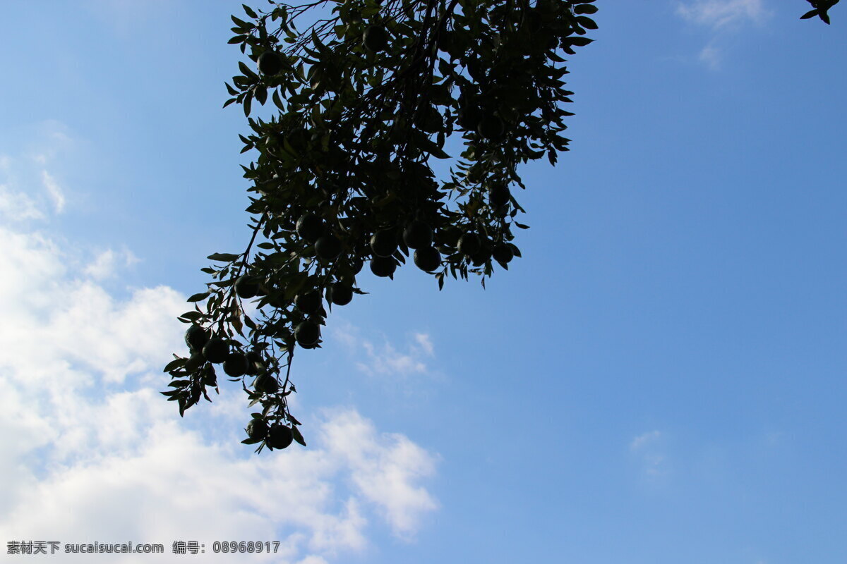 下垂的橘子树 树叶 树枝 橘子 蓝天 白云 树木树叶 生物世界 黑色