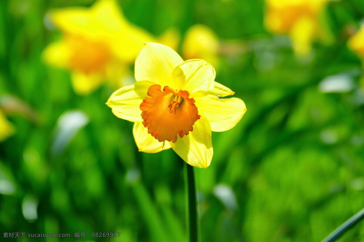 丁香水仙 黄水仙 水仙 水仙花 喇叭水仙 黄色 黄色水仙花 黄色花朵 黄花 花朵 鲜花 花卉 花草 植物 生物世界
