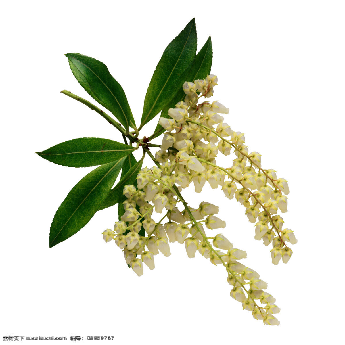白底 花卉 花朵 花瓣 玫瑰花朵 月季 月季玫瑰 月季花瓣 水彩月季 月季手绘 红色月季 粉色月季 玫瑰花瓣 一枝玫瑰 情人节素材 水彩 水彩花卉 玫瑰花 手绘花卉 水彩素材 花卉背景 玫瑰 百合 花纹花边 小清新素材 花草 小清新 热带树叶 植物 叶子 绿色 热带 生物世界 家禽家畜