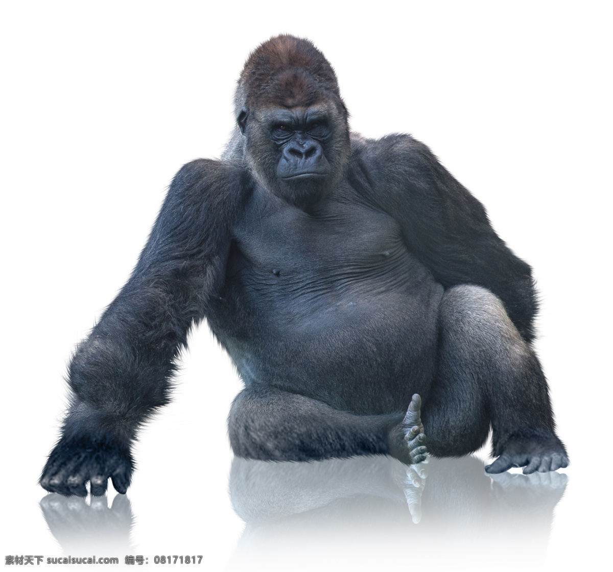 坐 大猩猩 坐着 动物 动物世界 动物摄影 陆地动物 生物世界