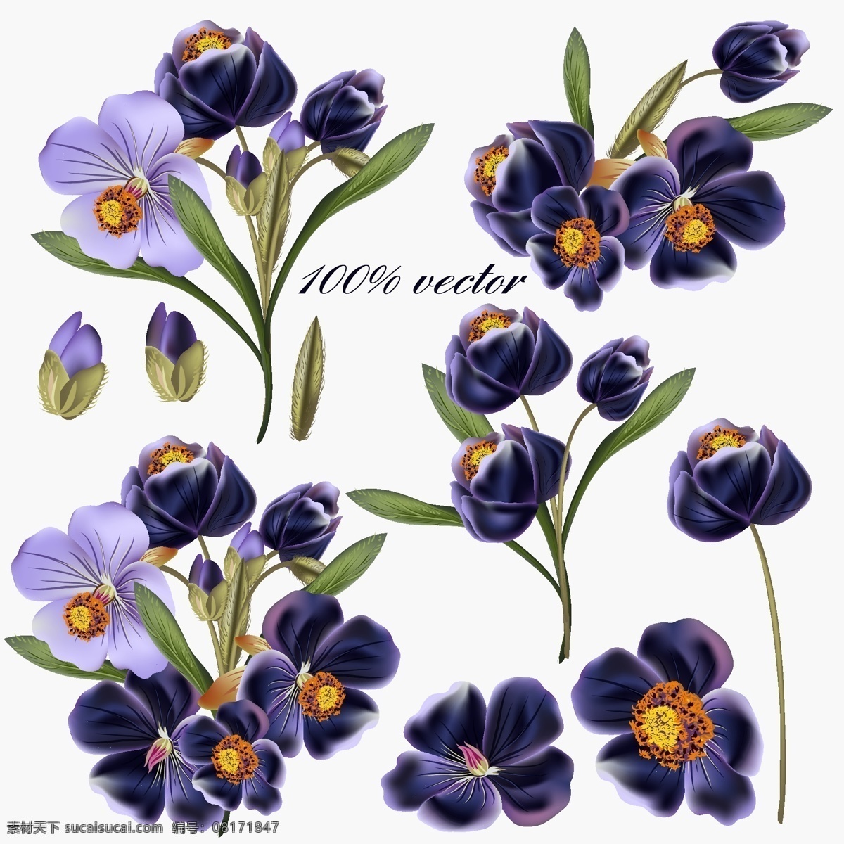 紫色的花朵 植物 唯美 紫色 花朵