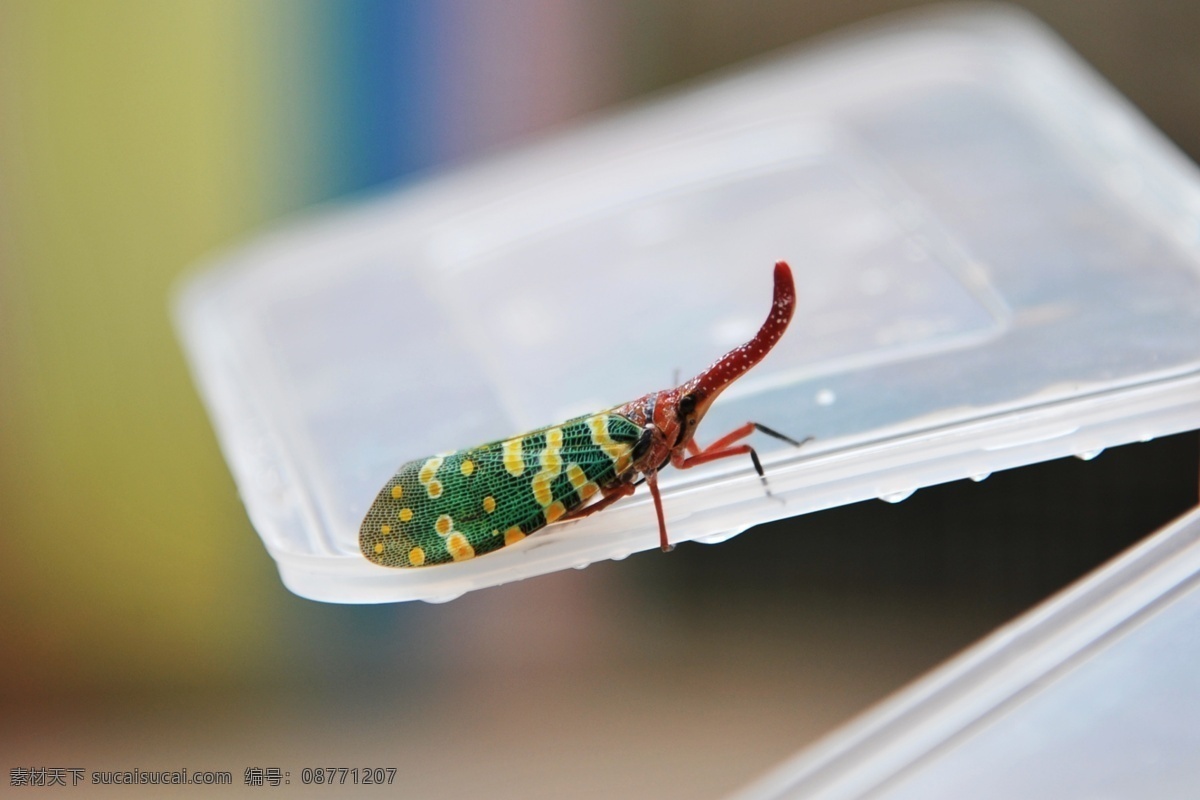 象鼻虫 水珠 白色 昆虫 长鼻子 生物世界