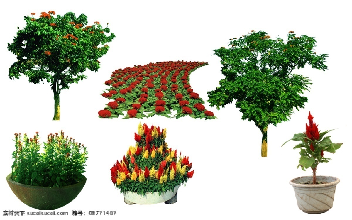 园林景观 花草 树林 分层 鸡冠花 火焰木 树木 乔木 园林设计 园林设计素材 灌木 灌木丛 绿化 绿化背景 绿化素材 绿化景观 景观设计 白色