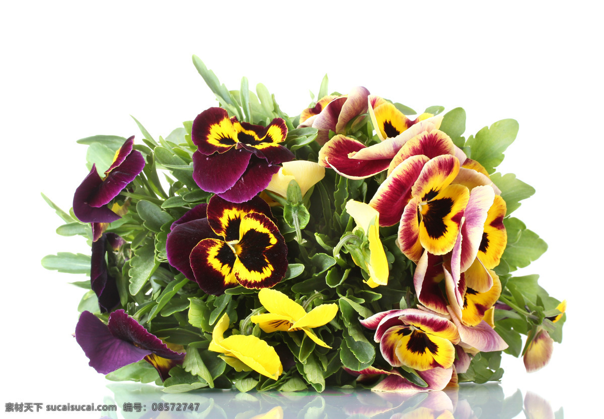 美丽 花束 鲜花 鲜花素材 花朵 鲜花摄影 蓝色花朵 黄花 花草树木 生物世界