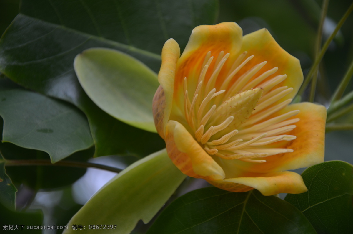 鹅掌楸的花 花卉 鹅掌楸 马褂木 叶片为 倒马褂形 花冠 杯形 花淡黄绿色 花卉系列 生物世界 花草