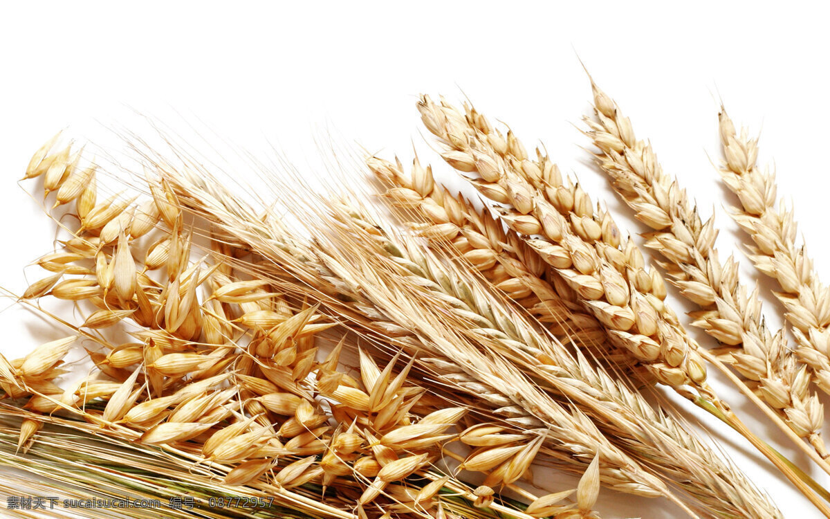成熟的小麦 唯美 清新 小麦 麦子 秋天 秋景 生物世界 树木树叶 餐饮美食 食物原料