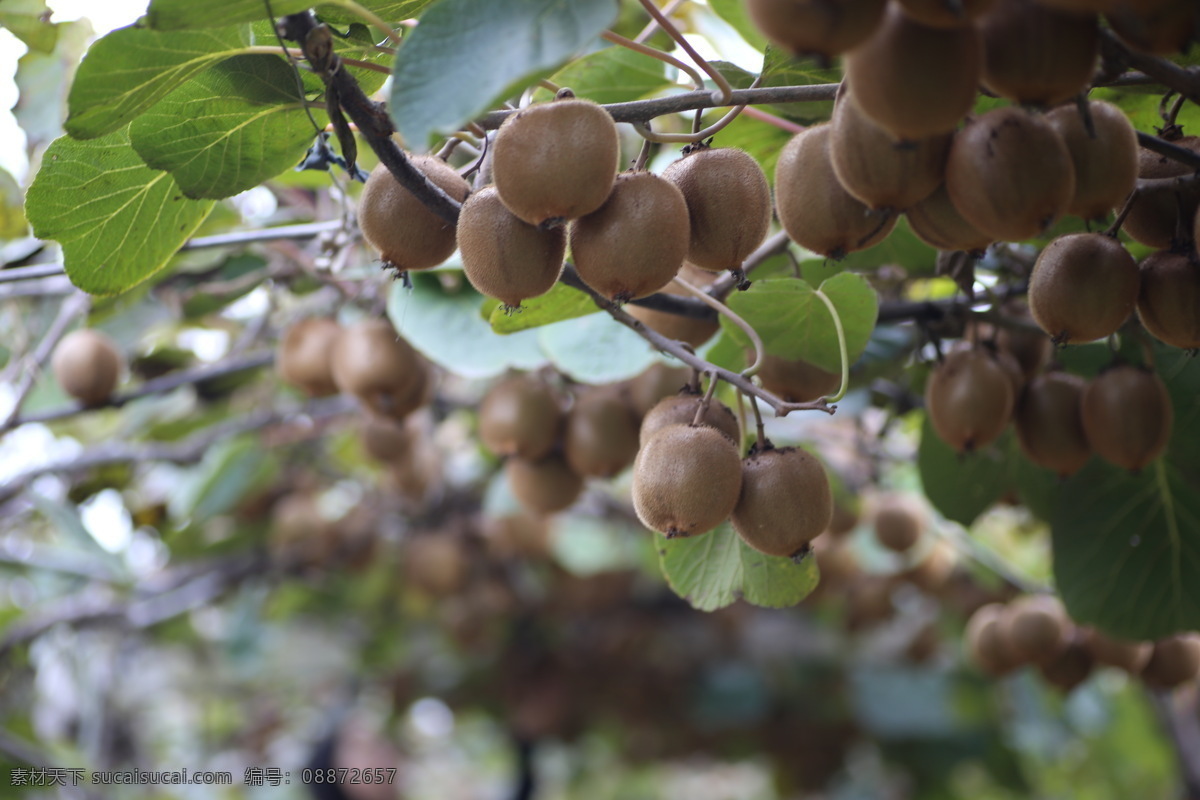 树上的猕猴桃 猕猴桃 新鲜水果 秋季的猕猴桃 果园 摄影类
