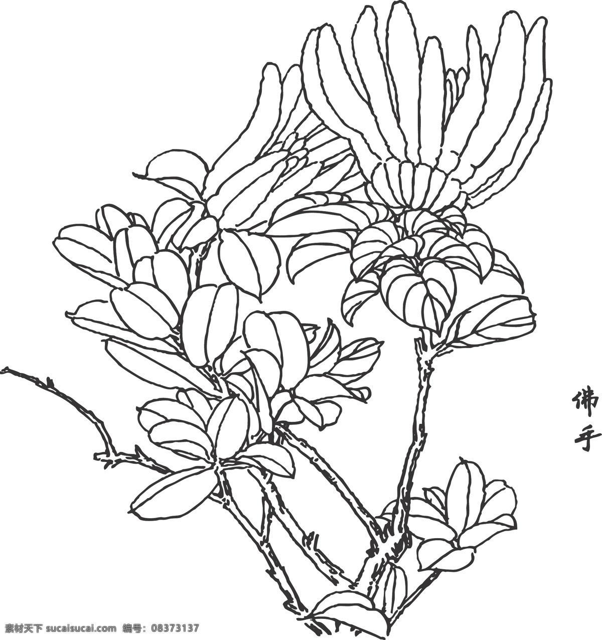 佛手 用做中药 状如手指 肉白 无种子 观赏植物 香橼 花卉 植物 观赏 线条 矢量 装饰 插画 白描 花卉白描图 文化艺术 绘画书法