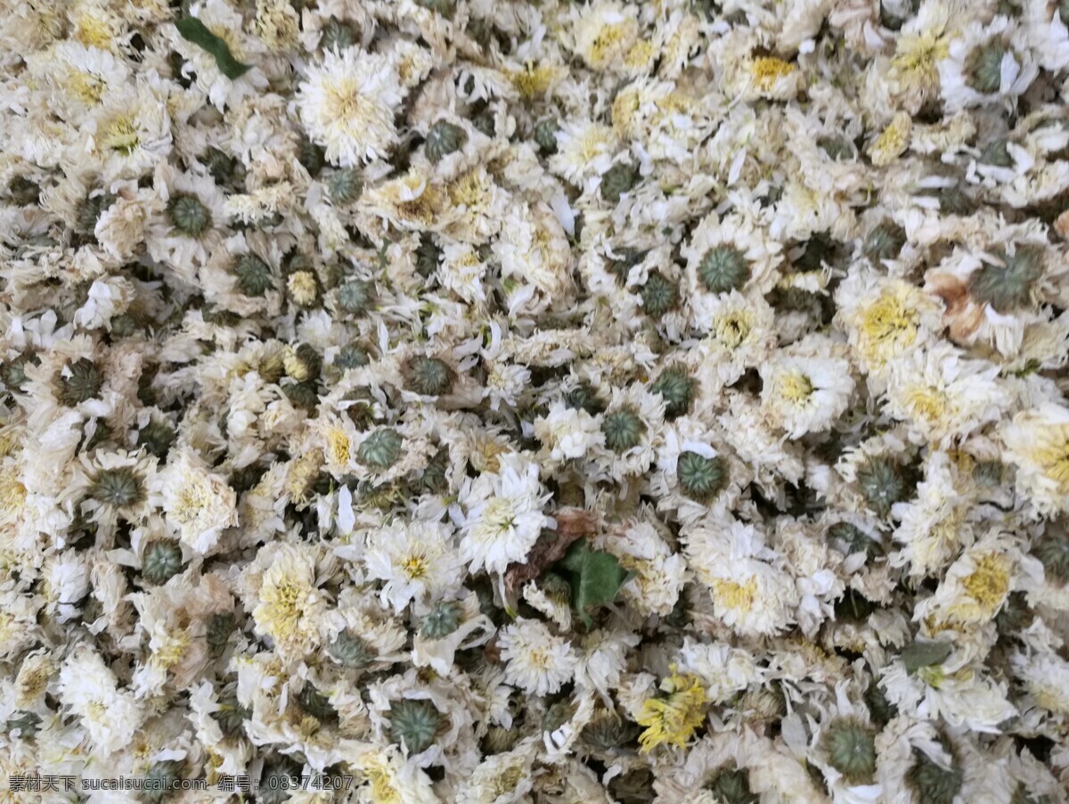 黄菊花 白菊花 亳菊 滁菊 贡菊 杭菊 菊花 寿客 金英 黄华 秋菊 隐逸花 干菊花 茶 菊花茶 干货 茶饮 花茶 药材 菊花茶图片 菊花干 餐饮美食2 生物世界 花草