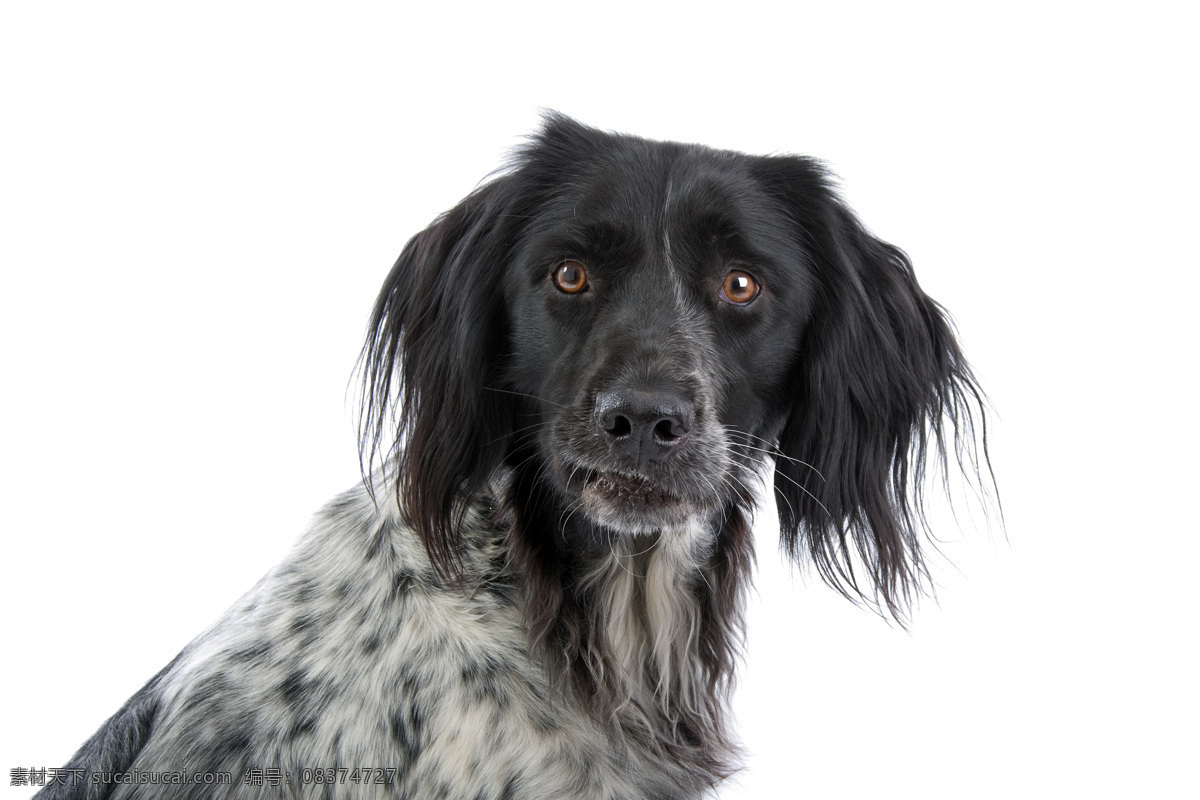 可爱 长毛 小狗 宠物 名犬 动物 摄影图片 高清图片 狗狗图片 生物世界