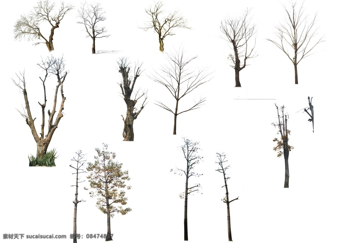 枯树 干 移植 树 移植树 源文件 树素材 落叶树 落叶木 可修改 白色