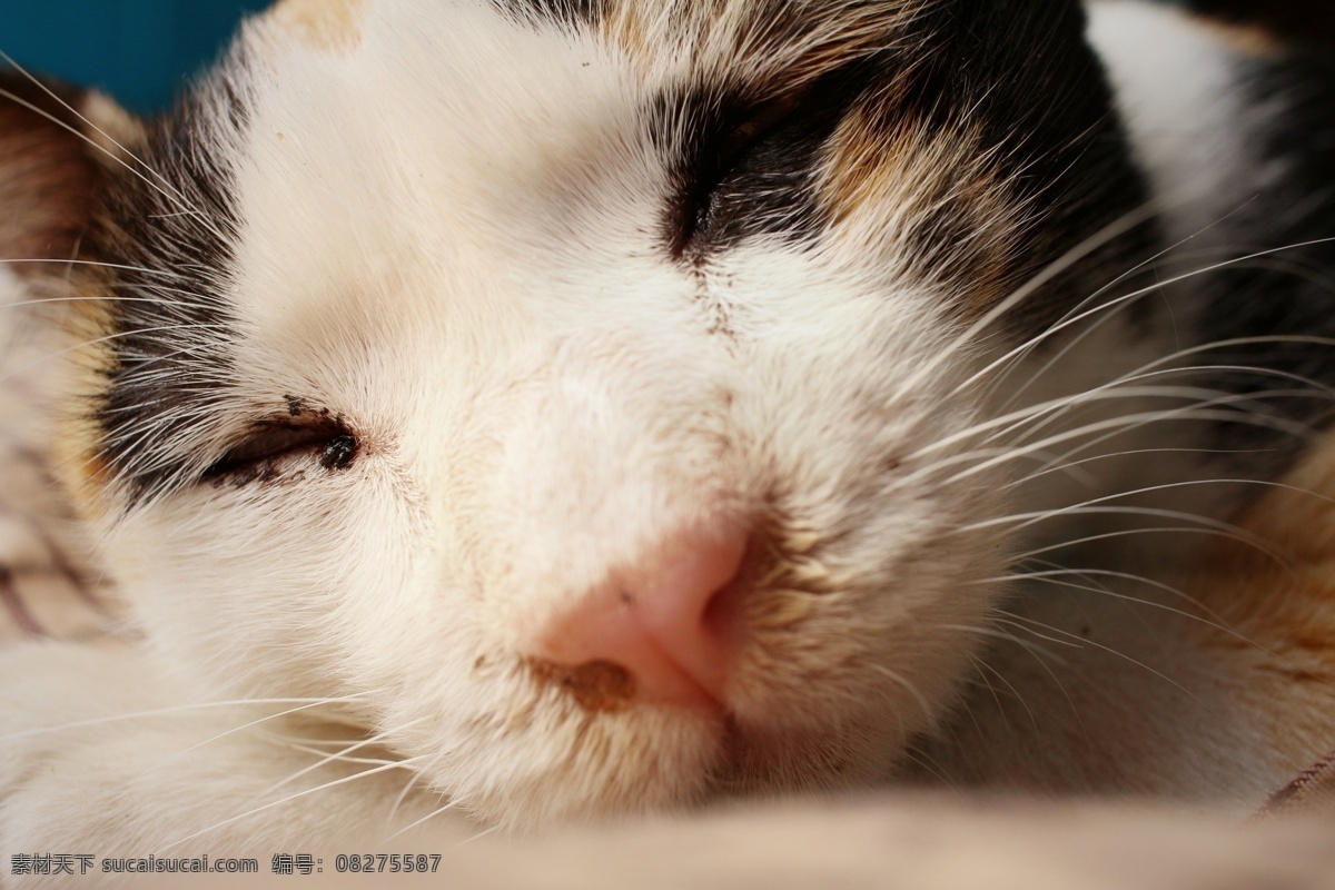 很困的一只猫 很 困 只 猫 猫咪 小猫 宠物 猫科动物 野生动物 动物世界 动物摄影 陆地动物 生物世界 黑色