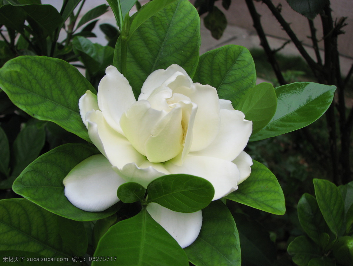 栀子花开 栀子花 香气 高雅 爱与约定 茜草目 黄栀子 花草 生物世界 黑色