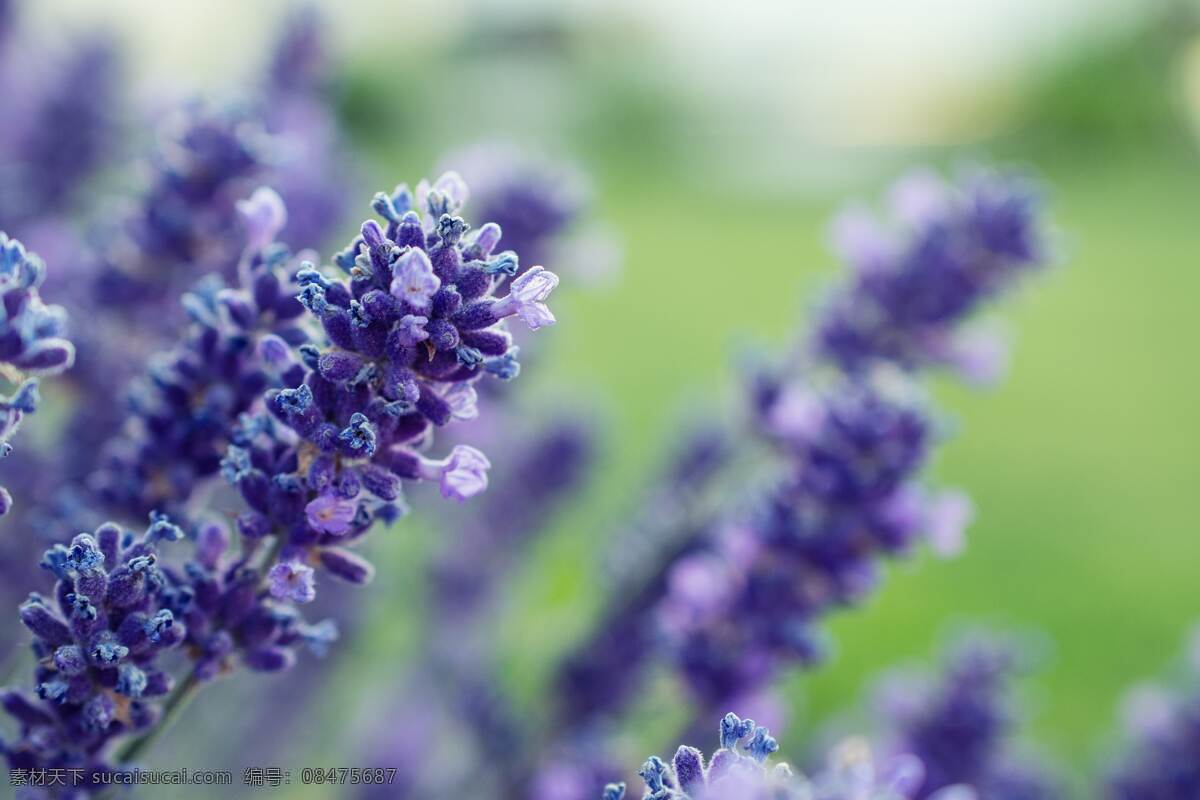 薰衣草 花卉 花香 花海 花田 生物世界 花草