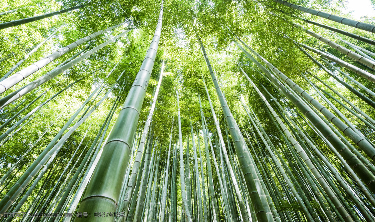 竹林图片 竹子照片 竹林素材 竹林照片 竹子素材 竹子高清 毛竹子 毛竹海 毛竹枝 毛竹叶 毛竹叶子 毛竹树枝 毛竹枝叶 毛竹干 毛竹竿 毛竹背景 竹海 风景竹子素材 竹子特写 高清竹子 高清竹叶 高清竹林 卡通竹子 手绘卡通 竹林 幽静 翠竹 竹 竹节 楠竹 毛竹 南竹 江南竹 茅竹 竹子 竹子竹林 自然景观 自然风景
