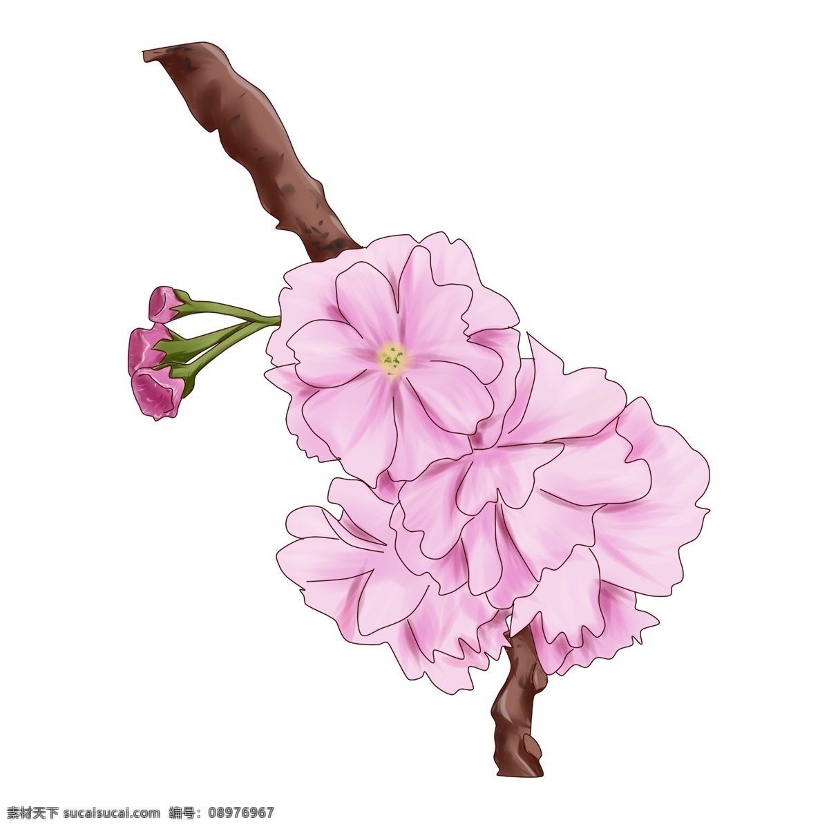 古风 樱花 花朵 插画 粉色的樱花 风景 景观 观赏植物 花蕾 树枝 花枝 唯美的樱花