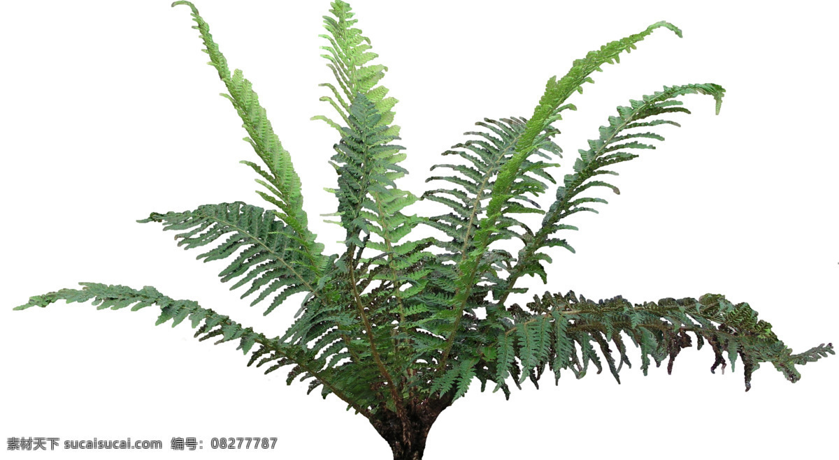 蕨类植物 植物抠图 植物 绿色植物 树木 灌木 灌木丛 草丛 植被 绿叶 纹理 环境设计 室内设计